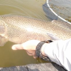 フィッシングレイクたかみや 釣果