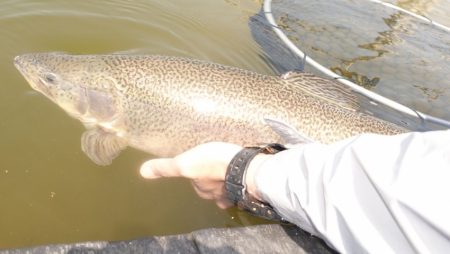 フィッシングレイクたかみや 釣果