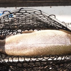 フィッシングレイクたかみや 釣果