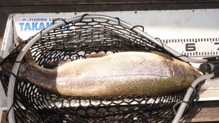 フィッシングレイクたかみや 釣果