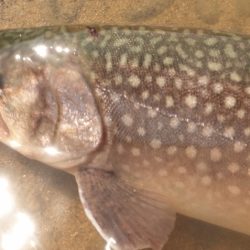 フィッシングレイクたかみや 釣果