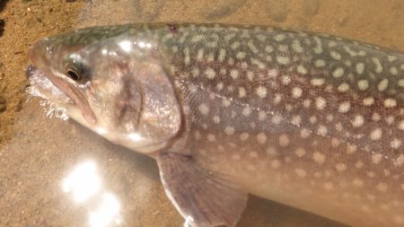 フィッシングレイクたかみや 釣果