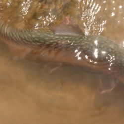 フィッシングレイクたかみや 釣果