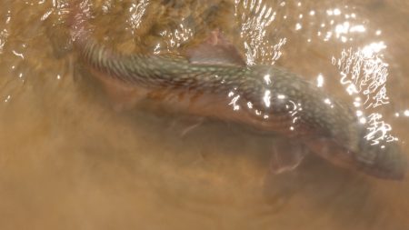 フィッシングレイクたかみや 釣果