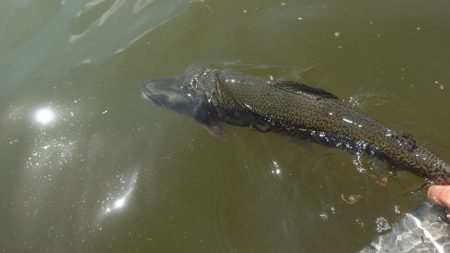 フィッシングレイクたかみや 釣果
