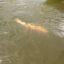 フィッシングレイクたかみや 釣果