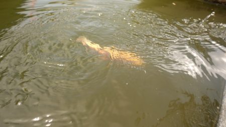 フィッシングレイクたかみや 釣果