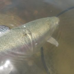 フィッシングレイクたかみや 釣果