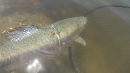 フィッシングレイクたかみや 釣果