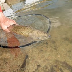 フィッシングレイクたかみや 釣果