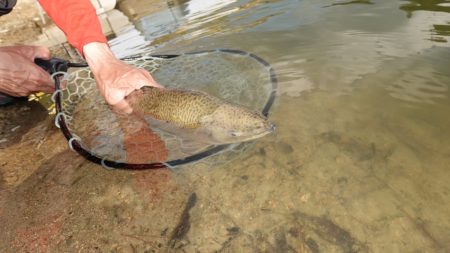 フィッシングレイクたかみや 釣果