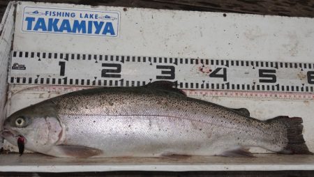 フィッシングレイクたかみや 釣果