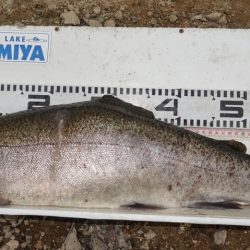 フィッシングレイクたかみや 釣果