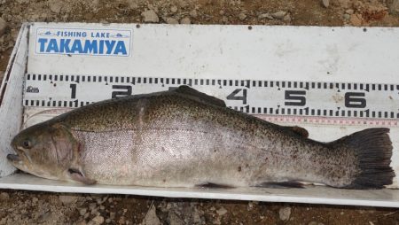 フィッシングレイクたかみや 釣果