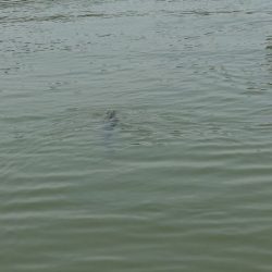 フィッシングレイクたかみや 釣果