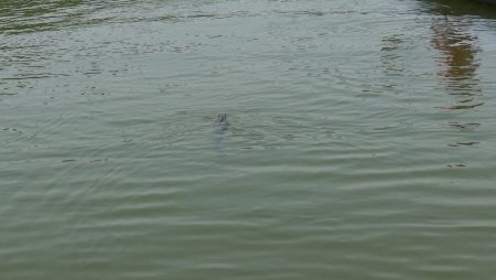 フィッシングレイクたかみや 釣果