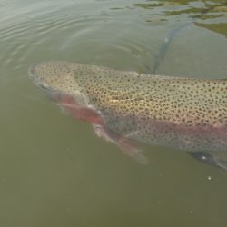 フィッシングレイクたかみや 釣果