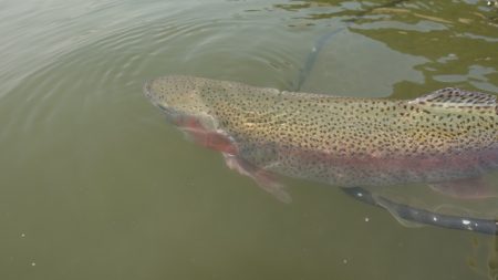フィッシングレイクたかみや 釣果