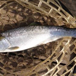 フィッシングレイクたかみや 釣果