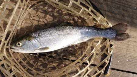 フィッシングレイクたかみや 釣果