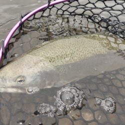 フィッシングレイクたかみや 釣果