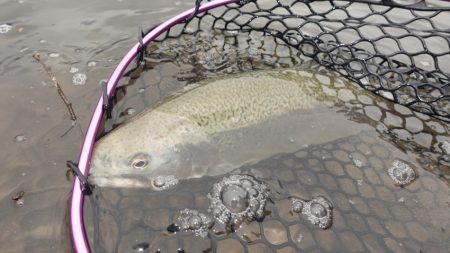 フィッシングレイクたかみや 釣果