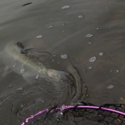 フィッシングレイクたかみや 釣果