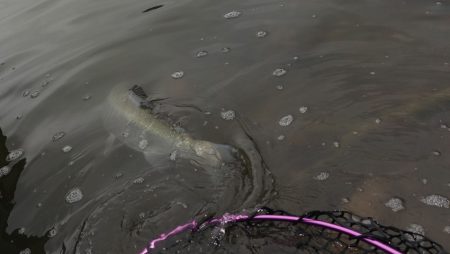 フィッシングレイクたかみや 釣果