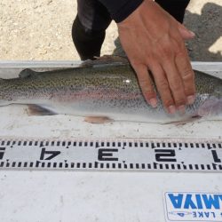 フィッシングレイクたかみや 釣果
