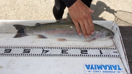 フィッシングレイクたかみや 釣果