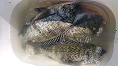 まこと渡船 釣果