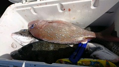 まこと渡船 釣果