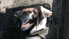 まこと渡船 釣果