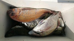 まこと渡船 釣果