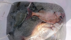 まこと渡船 釣果