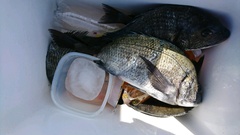 まこと渡船 釣果