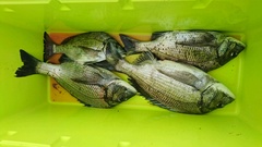 まこと渡船 釣果