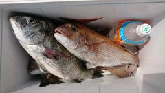 まこと渡船 釣果