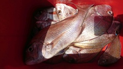 まこと渡船 釣果