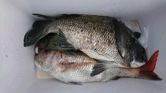 まこと渡船 釣果