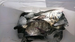 まこと渡船 釣果