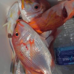 遊漁船 新鋭丸 釣果