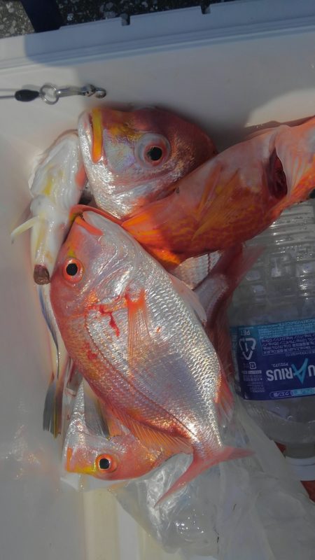 遊漁船 新鋭丸 釣果