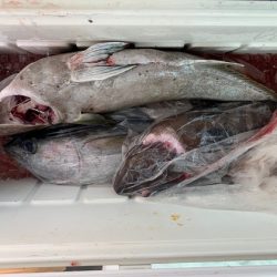 フィッシングハウス伊藤 釣果