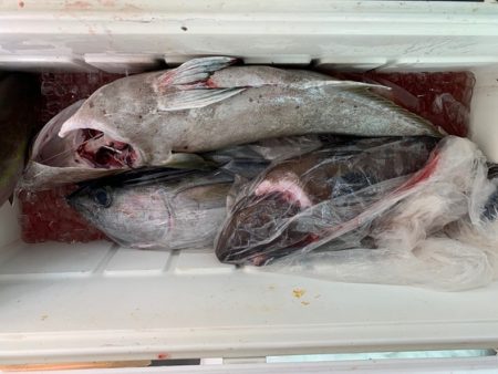 フィッシングハウス伊藤 釣果