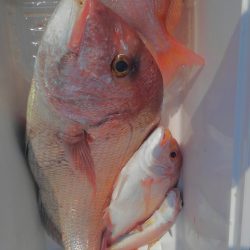 遊漁船 新鋭丸 釣果