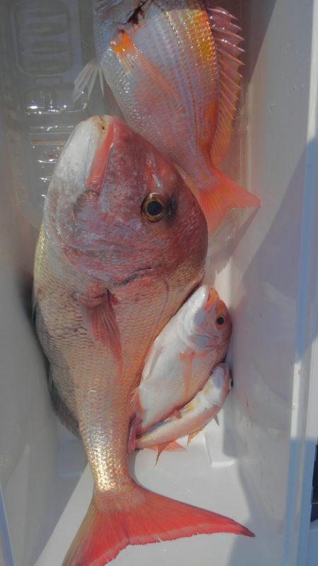 遊漁船 新鋭丸 釣果