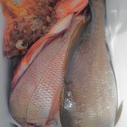 遊漁船 新鋭丸 釣果