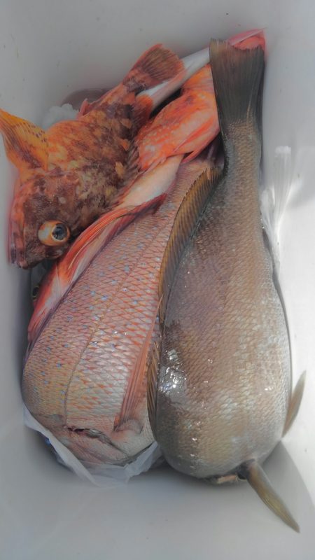 遊漁船 新鋭丸 釣果