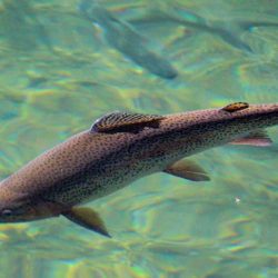 小菅トラウトガーデン 釣果